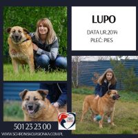 18. Lupo