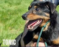 1 TONIC - nr chip 616093900670609