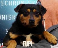 2 TUPI - nr chip 616093900670484