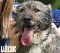 3 LIŚCIK - nr chip 616093900882942