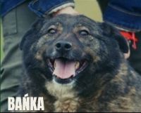 4 BAŃKA - nr chip 982061600047729