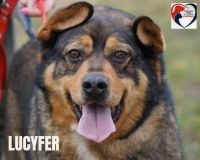 5 LUCYFER - nr chip 982061600051832