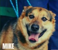 6 MIKE - nr chip 616093900366272