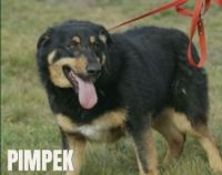 7 PIMPEK - nr chip 616293900492378