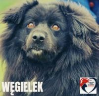 8 WĘGIELEK - nr chip 616093900386923