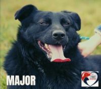 9 MAJOR - nr chip 616093900670751