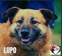 10 LUPO - nr chip 616093900670836