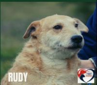 11 RUDY - nr chip 616093900882938