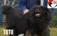 12 TOTU - nr chip 982061600046849