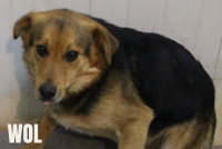 13 WOL - nr chip 616093900882485