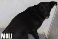 14 MOLI - nr chip 616093900882491