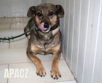 15 APACZ - nr chip 616099120113128