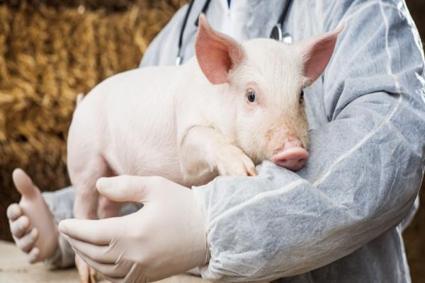 Szkolenie dla Producentów Trzody Chlewnej w Województwie Łódzkim