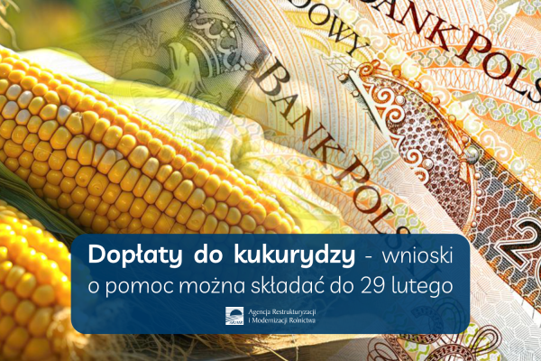 Dopłaty do kukurydzy – wnioski o pomoc do 29 lutego