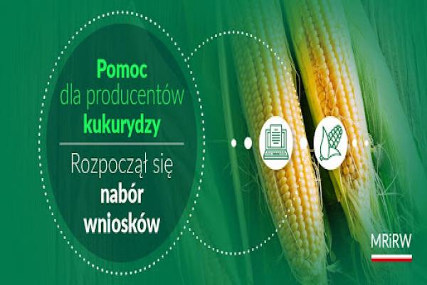 Informacja dla producentów kukurydzy