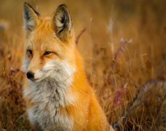 KOMUNIKAT Łódzkiego Wojewódzkiego Lekarza Weterynarii w sprawie wiosennej akcji szczepienia lisów wolno żyjących przeciwko wściekliźnie